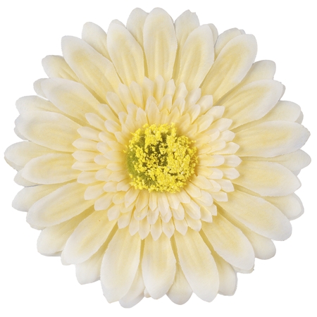 Gerbera XXL