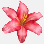 Coral (W197-09)