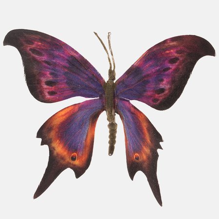 Motyl na klipsie