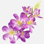 Lilac (W677-14)