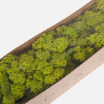Spring Green (A437-05)