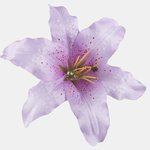 Lilac (W197-21)
