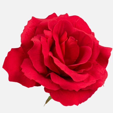Róża welwetowa