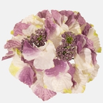 Lavender/Cream/Green (W696-24)