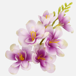 Lilac/Cream/Green Edge (W677-19)