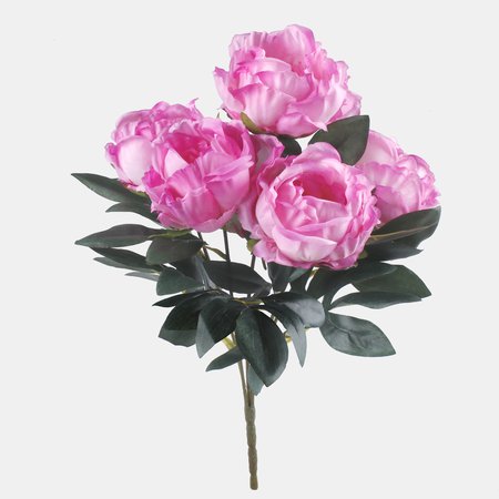 Peonia x 5