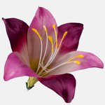 Dusty Purple (W374-46)