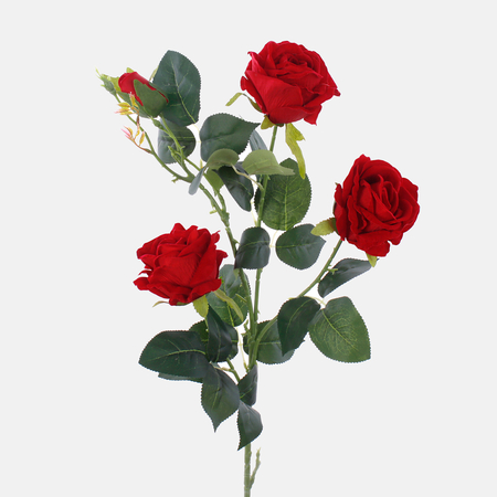 Róża welwetowa  XXL x 4