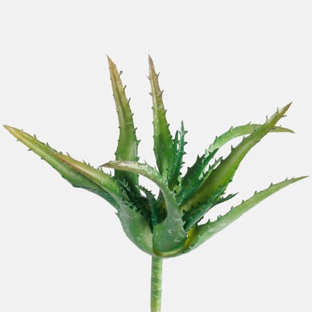Aloes - Sukulent