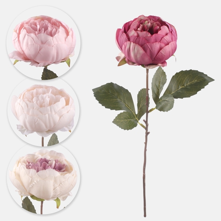 Peonia