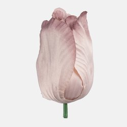 Tulipan satynowy W627