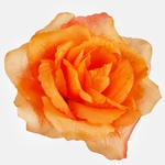 Lt. Orange (W087-46)