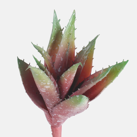 Aloes - Sukulent