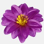 Purple (W624-15)
