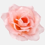 Coral (W087-39)