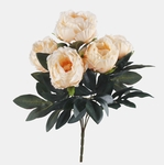 Apricot (QA001K-02)