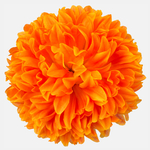 Orange (W001-10)