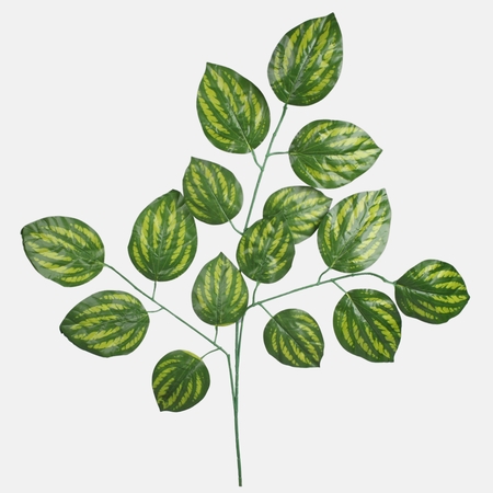 Maranta