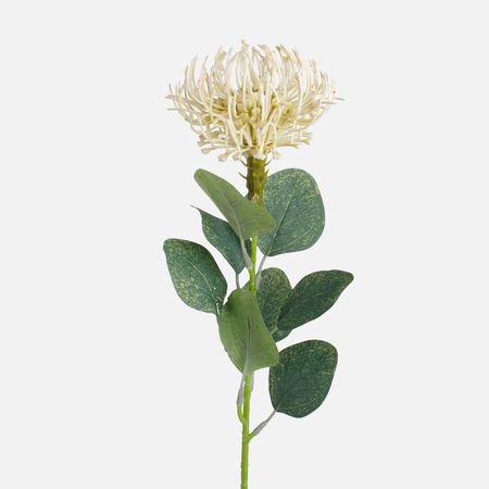 Protea poduszkowa