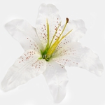 Cream (W197-01)