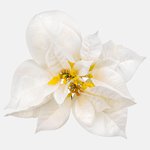 Cream/Yellow (W598S-02)