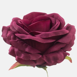 Róża W697