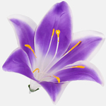 Lilac/White Edge (W374-43)