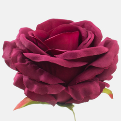 Róża W697