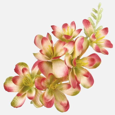 Frezja satynowa
