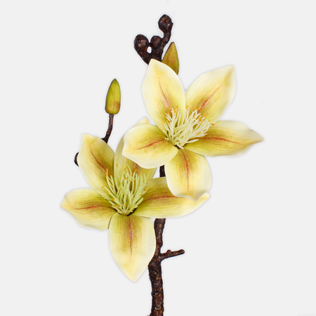 Magnolia