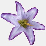 Lilac (W197-11)