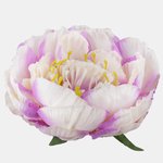 Cream/Lilac (W689-10)