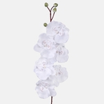 White (L728-10)
