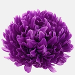 Lilac (W710-09)