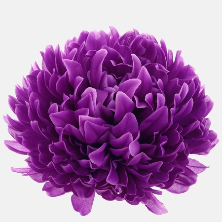 Chryzantema XXL