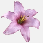 Mauve (W197-10)