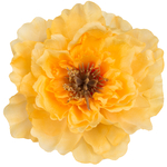 Yellow/Brown Center (W318-52)