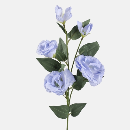 Eustoma