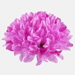 Lilac (W498-19)