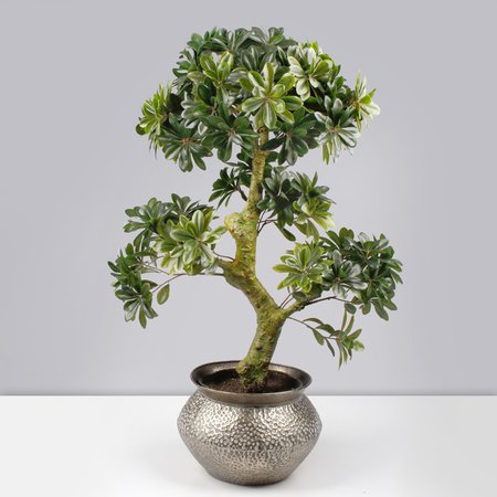 Bonsai