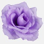 Lilac (W087-31)