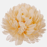 Autumn Cream (W710-05)