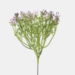 Violet (A806-05)