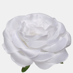 Róża angielska W709