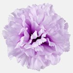 T.T. Lilac (W616-25)