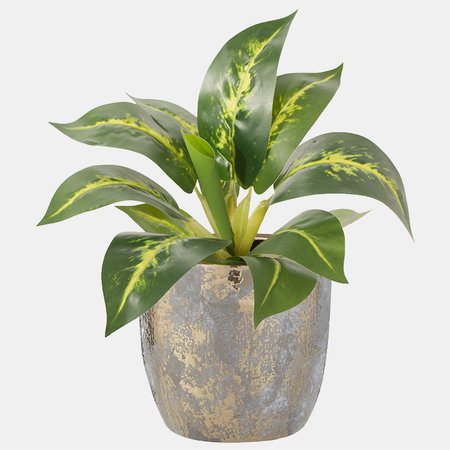 Diffenbachia