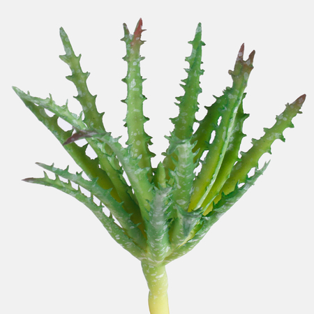 Aloes - Sukulent